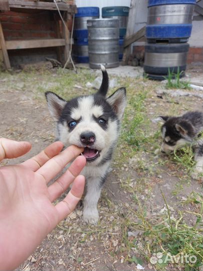 Щенки сибирской хаски
