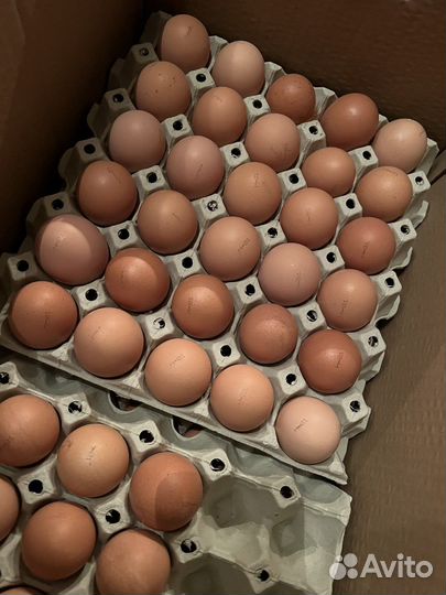 Инкубационное яйцо