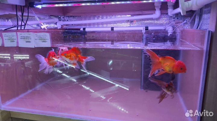 Аквариумные рыбки растения и аквариумы до 65л
