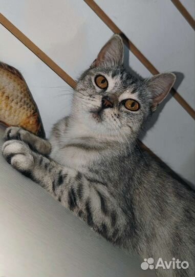 Шотланская кошка ищет дом