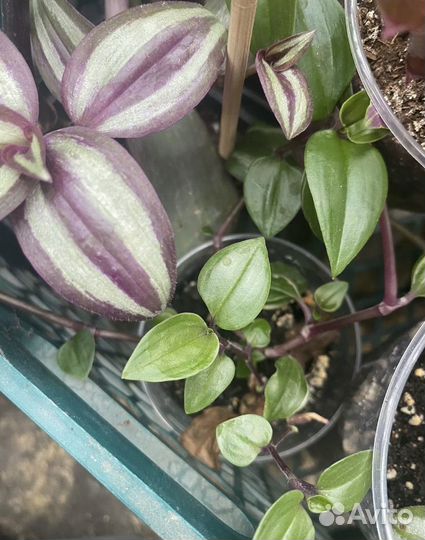 Традесканция зебрина, рео