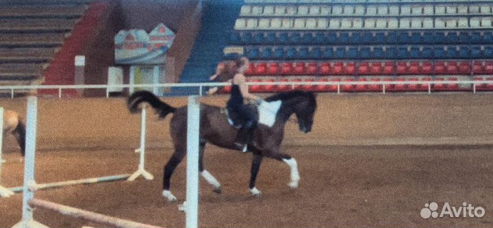 Аренда лошади