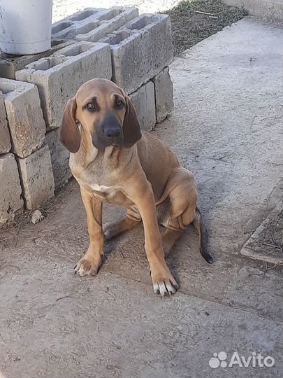 Щенки Фила Бразильеро