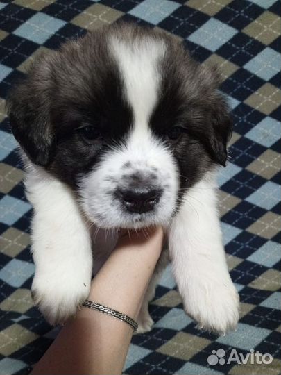 Щенок московской сторожевой