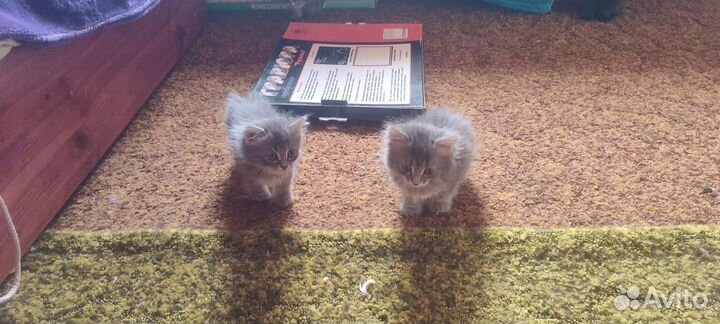 Котята пушистики
