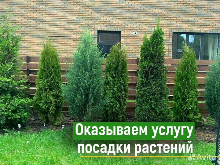 Туи колумна 1,4 м свежая копка 2023