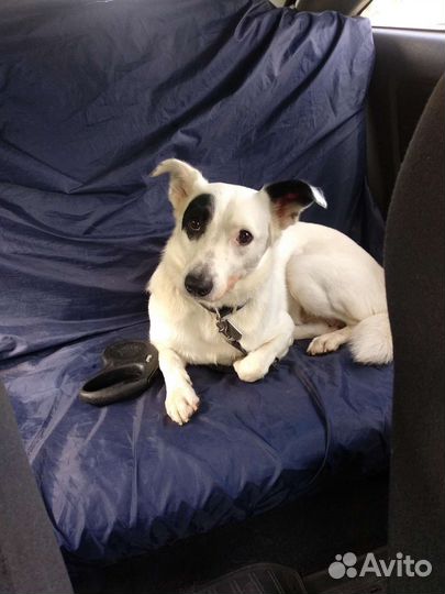 Собака Джек