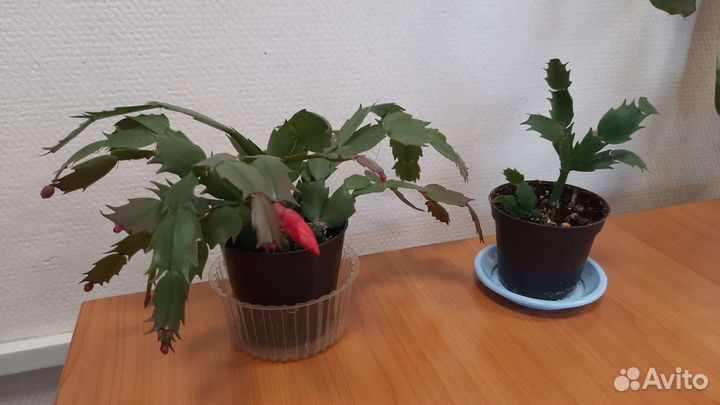 Декабрист, Роициссус, Клеродендрон, Каланхое