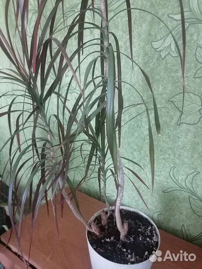 Пальма драцена