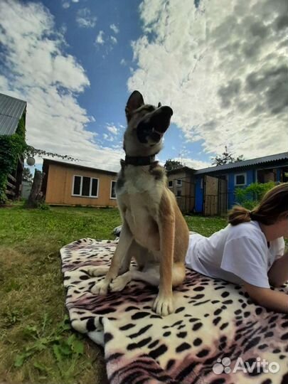 Передержка крупных собак и кошек/отель для животны