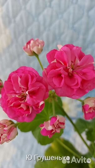 Пеларгония герань