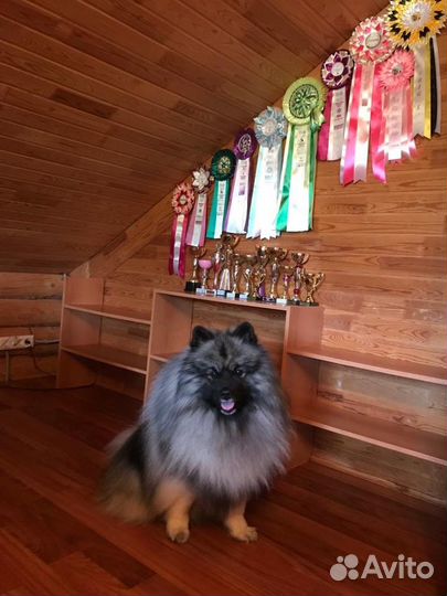 Кеесхонд вязка