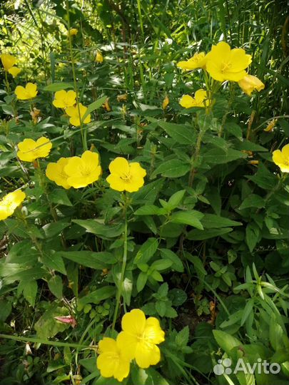 Энотера многолетняя и однолетняя