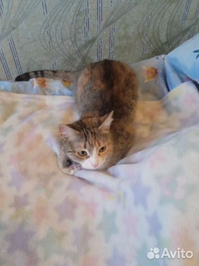 Кошка в дар бесплатно