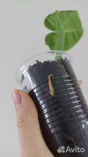 Филодендрон Strawberry Shake, Ло Споттед