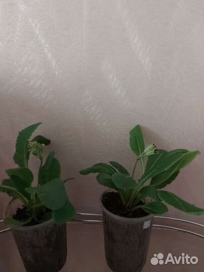 Примула полиантовая, мелкозубчатая,саженцы