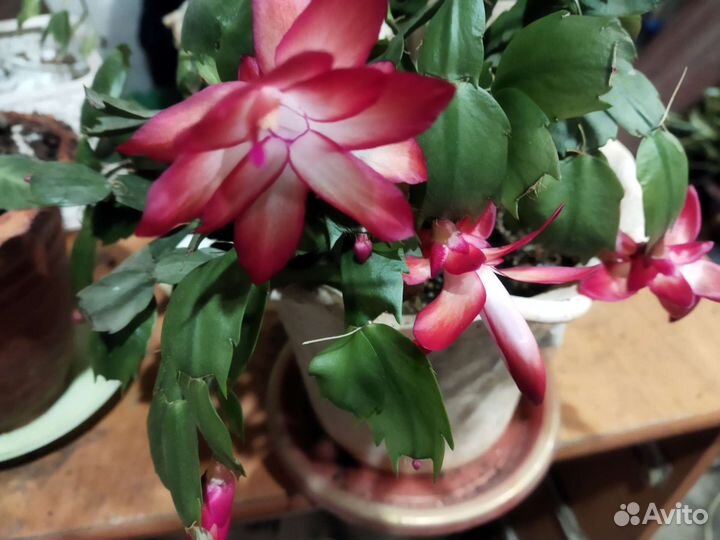 Цветок декабрист