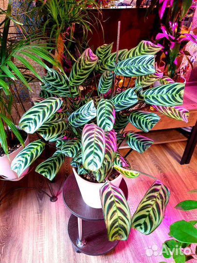 Ктенанта Берл Маркса