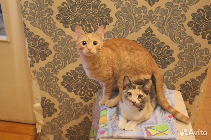 Котята - лучший подарок на Новый Год