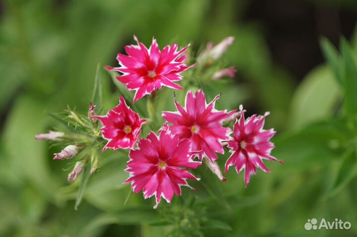 Sigma AF 300mm 4 HSM Canon