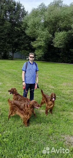 Передержка Собак ул. Фестивальная