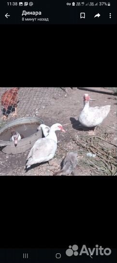 Куры несушки продам