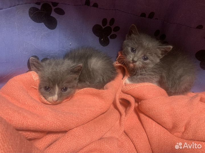 Отдам в добрые руки котят