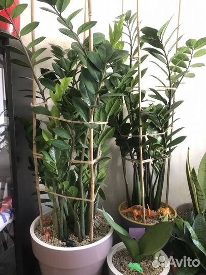 Замиокулькас