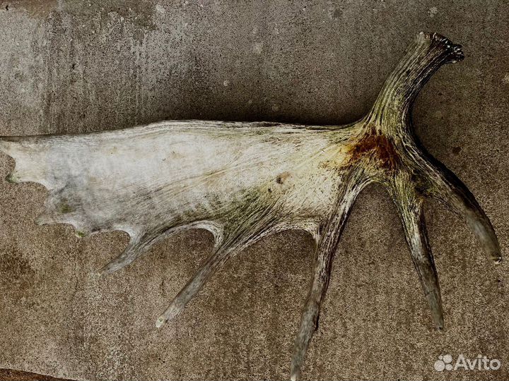 Продам рога лося