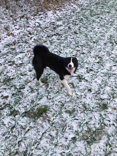 Щенки лайки рел