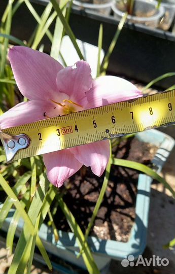 Редкие сорта Зефирантес (выскочка)