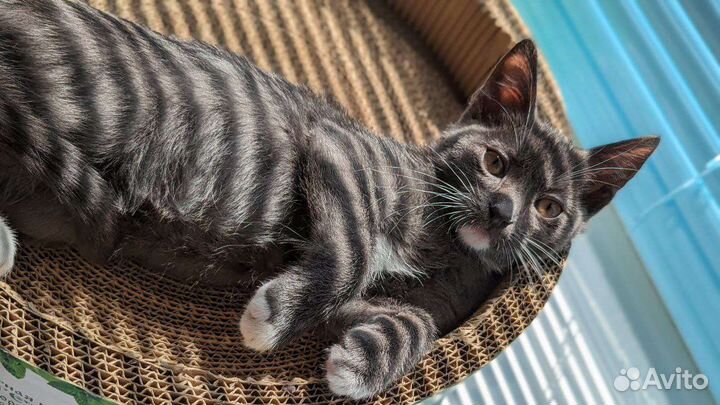 Котёнок попал в приют