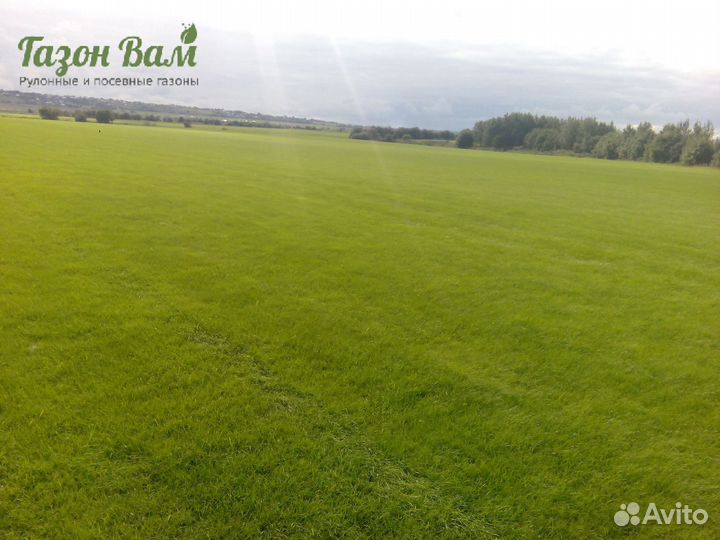 Укладка рулонного газона