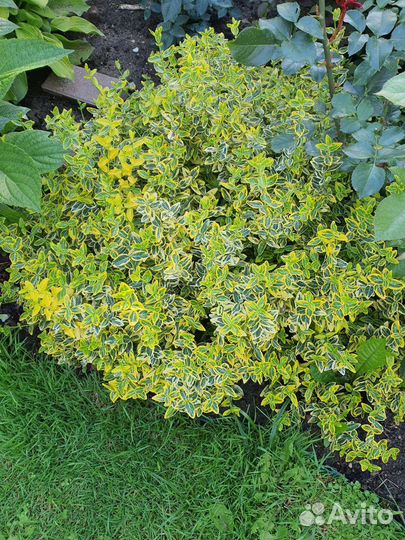 Бересклет форчуна