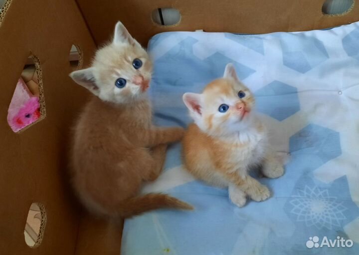 Отдам котят в добрые руки 2 мальчика
