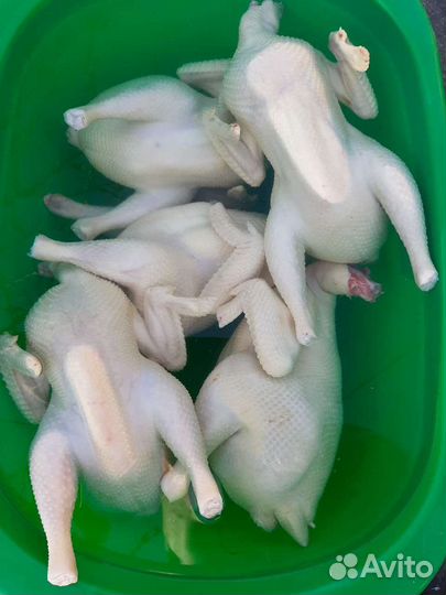 Домашнее мясо кур