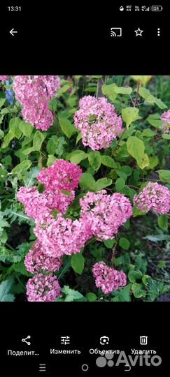 Гортензия древовидная, Белла Анна