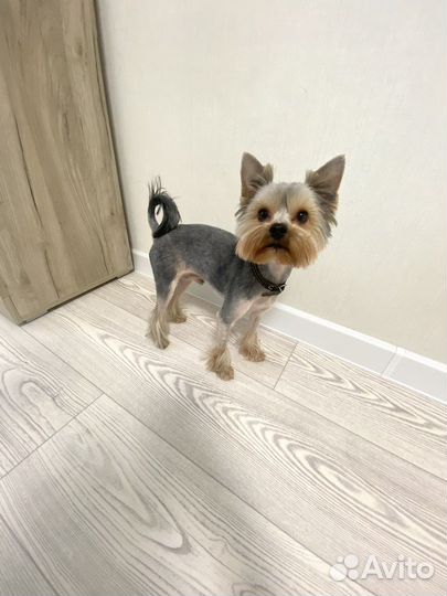 Йоркширский терьер вязка мальчик