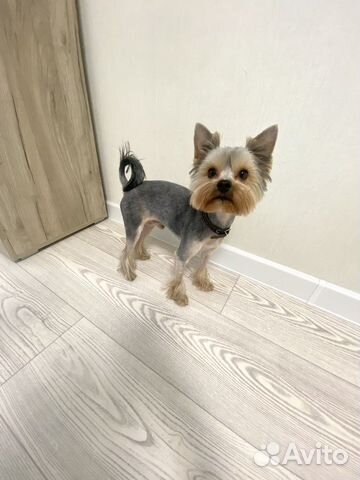 Йоркширский терьер вязка мальчик