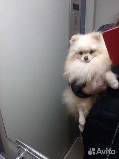 Шпиц в разведение