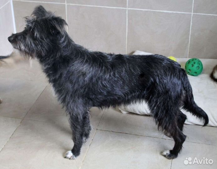 Собачка бородачка ищет дом