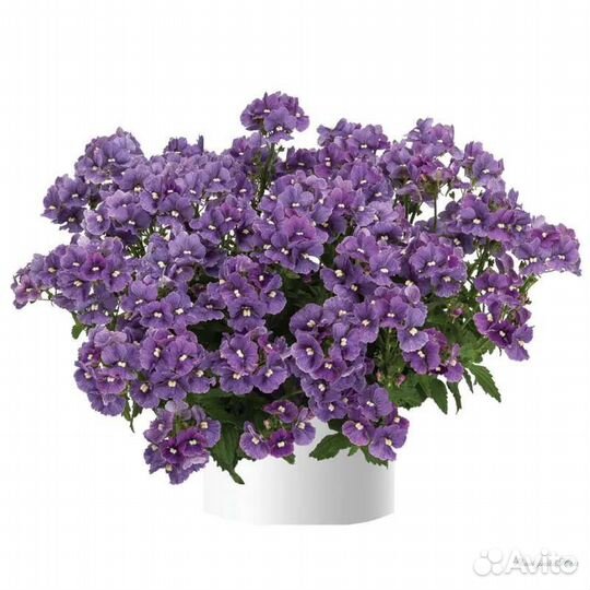 Немезия вегетативная