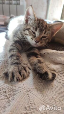 Кошки