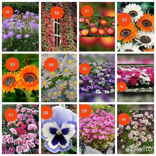 Семена цветов