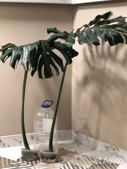 Монстера Делициоза (крупная форма)