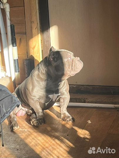 Американский булли покет вязка