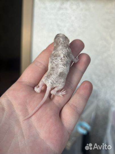 Мышка декоративная