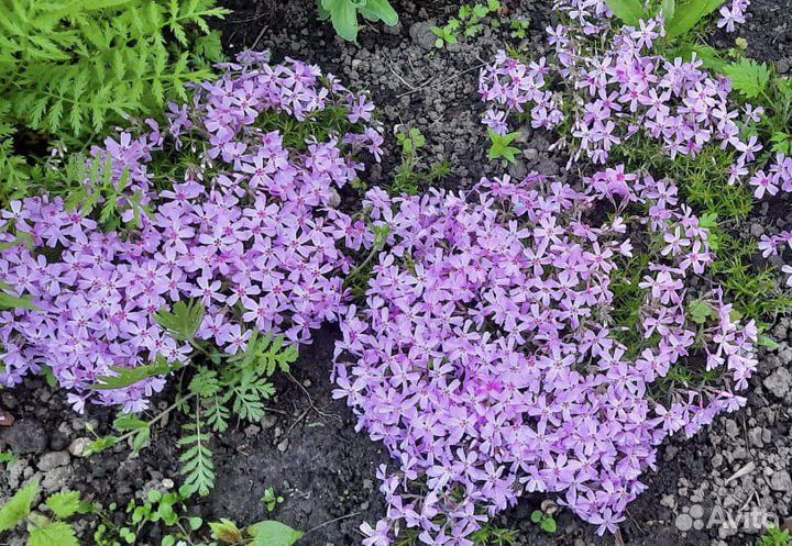 Цветы для сада