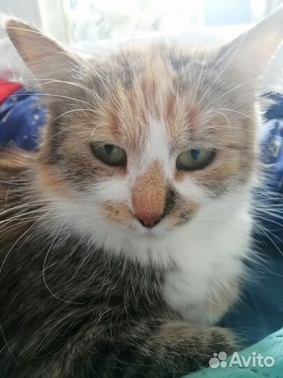 Пушуня ищет дом