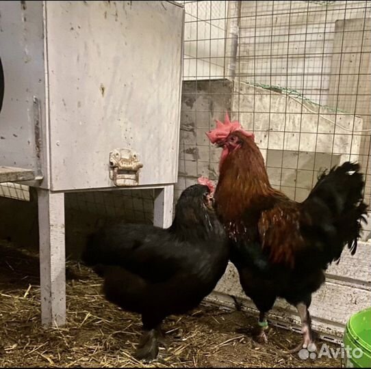 И/яйцо, цыплята, петухи. Маран,амераукана